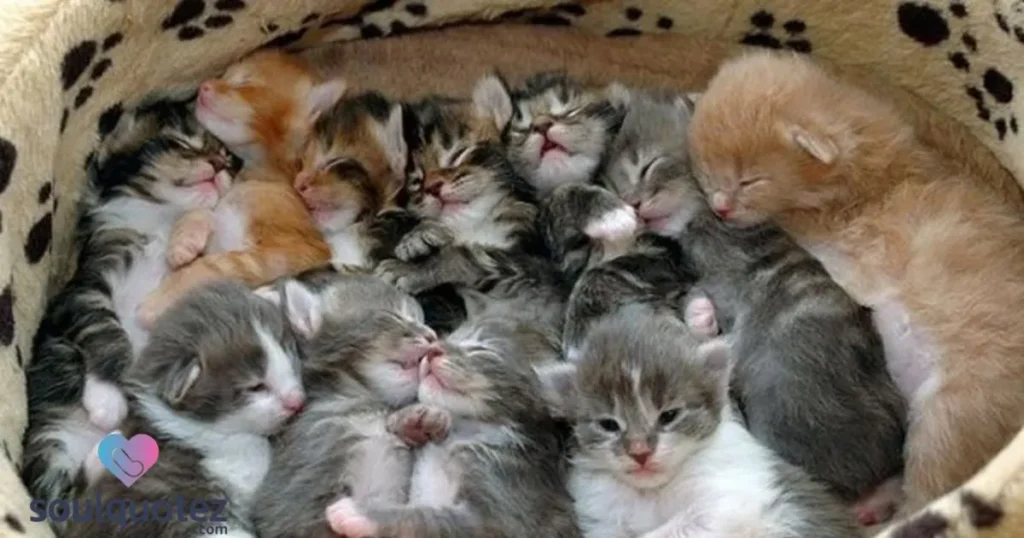 all a pile of cats?