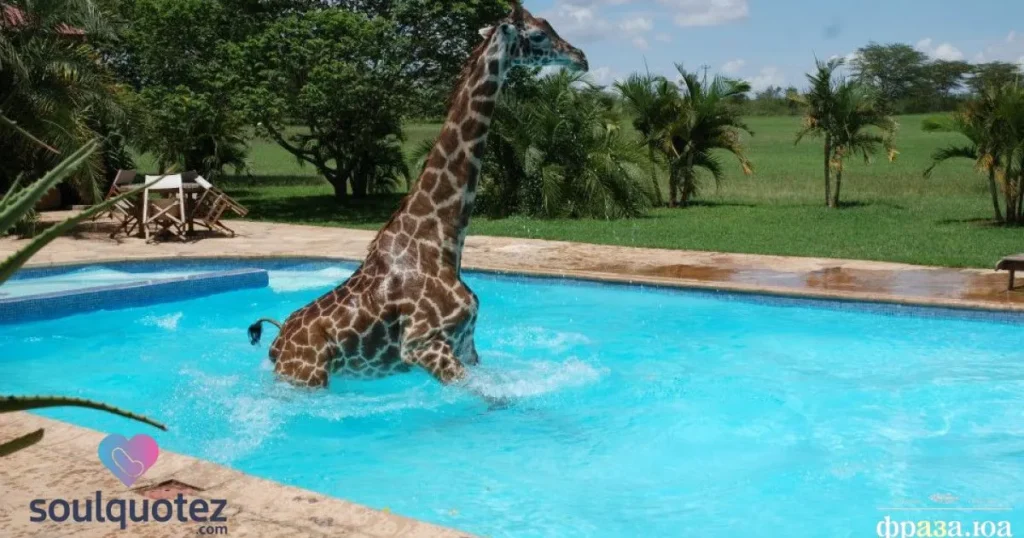  giraffes love holidays