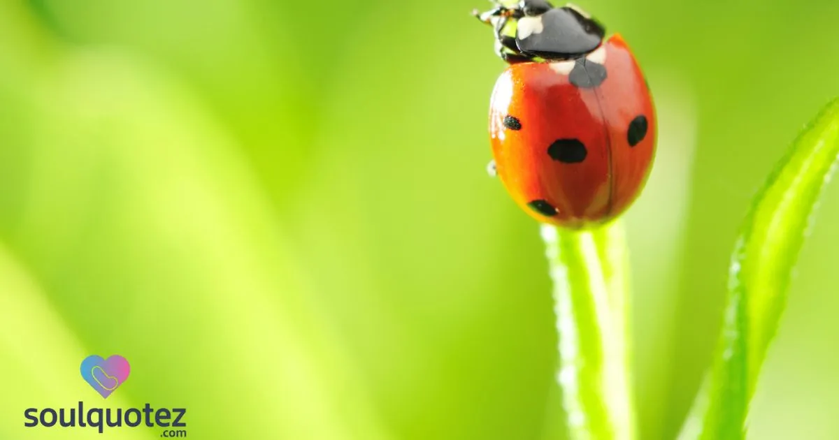 Ladybug