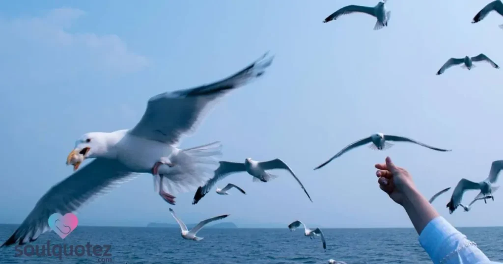 seagulls fly over the bay?