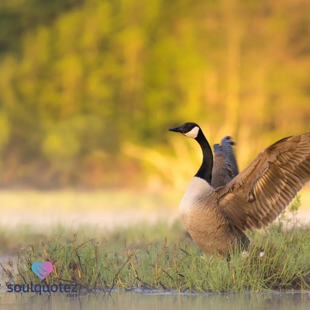 Canada’s birds 