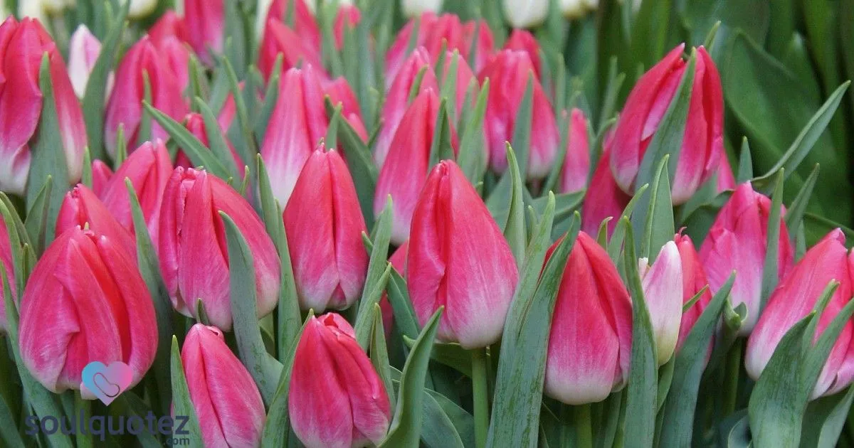 Elegant Tulip