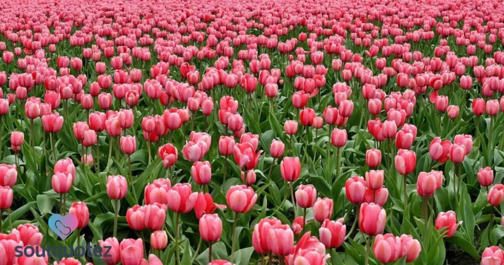 “Tulips: nature’s perfect creation.”